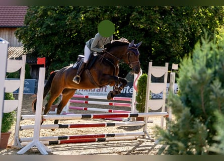 Austriacki koń gorącokrwisty, Klacz, 8 lat, 167 cm, Skarogniada