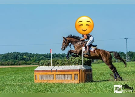 Austriacki koń gorącokrwisty, Klacz, 9 lat, 173 cm, Gniada