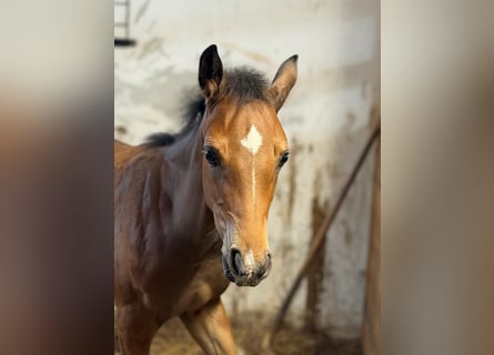 Austriacki koń gorącokrwisty, Klacz, Źrebak (01/2026), Gniada