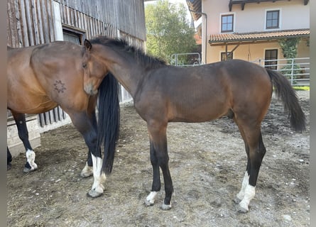 Austriacki koń gorącokrwisty, Ogier, 1 Rok, 175 cm, Gniada
