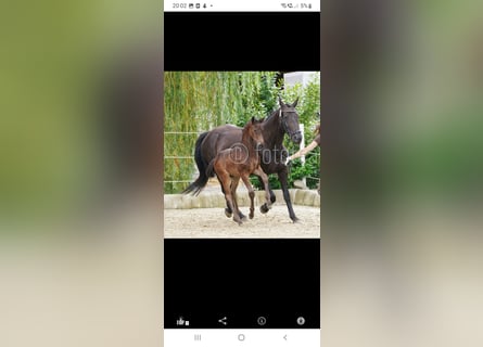 Austriacki koń gorącokrwisty, Ogier, 1 Rok