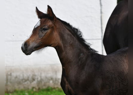Austriacki koń gorącokrwisty, Ogier, 1 Rok, Skarogniada