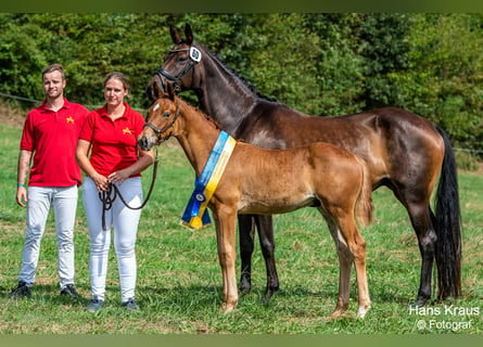 Austriacki koń gorącokrwisty, Ogier, 2 lat, 169 cm, Kasztanowata