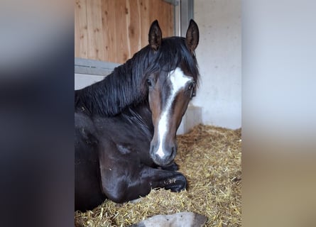 Austriacki koń gorącokrwisty, Ogier, 3 lat, 165 cm, Ciemnogniada