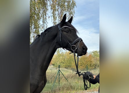 Austriacki koń gorącokrwisty, Ogier, 3 lat
