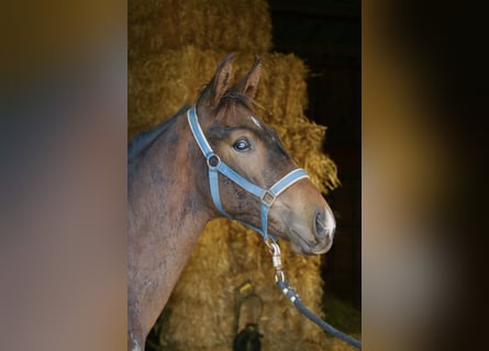 Austriacki koń gorącokrwisty, Ogier, Źrebak (05/2023), Ciemnogniada