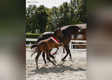 Austriacki koń gorącokrwisty, Ogier, Źrebak (05/2026), Skarogniada