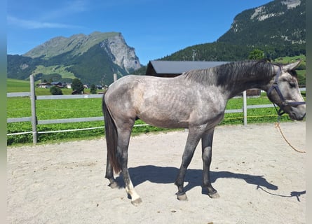 Austriacki koń gorącokrwisty, Wałach, 2 lat, 170 cm, Siwa jabłkowita