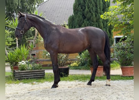 Austriacki koń gorącokrwisty, Wałach, 3 lat, 170 cm, Skarogniada