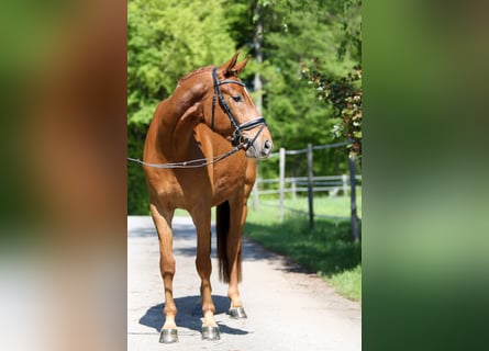 Austriacki koń gorącokrwisty, Wałach, 4 lat, 169 cm, Kasztanowata