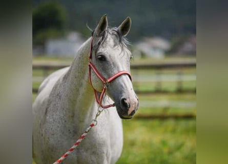 Austriacki koń gorącokrwisty, Wałach, 14 lat, 165 cm, Siwa jabłkowita