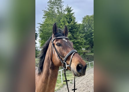 Austriacki koń gorącokrwisty, Wałach, 14 lat, 170 cm, Gniada