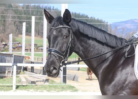Austriacki koń gorącokrwisty, Wałach, 4 lat, 170 cm, Kara