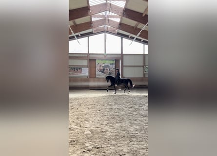 Austriacki koń gorącokrwisty, Wałach, 5 lat, 172 cm, Kara