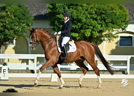 Austriacki koń gorącokrwisty, Wałach, 6 lat, 170 cm, Kasztanowata