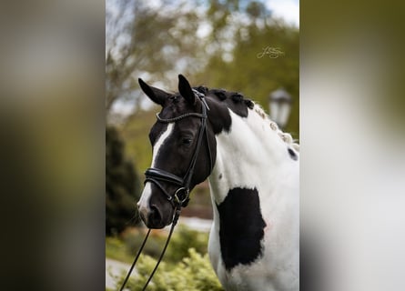 Austriacki koń gorącokrwisty, Wałach, 6 lat, 175 cm, Srokata