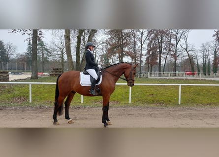 Austriacki koń gorącokrwisty, Wałach, 6 lat, 178 cm, Gniada