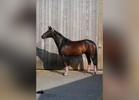 Austriaco, Castrone, 10 Anni, 168 cm, Baio scuro