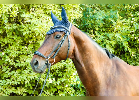 Austriaco, Castrone, 10 Anni, 170 cm, Baio