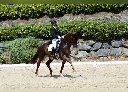 Austriaco, Castrone, 10 Anni, 173 cm, Sauro scuro