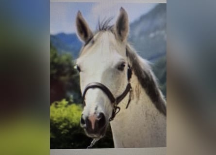 Austriaco, Castrone, 16 Anni, 170 cm, Grigio