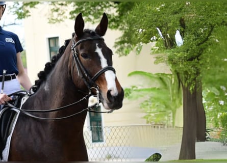 Austriaco, Castrone, 18 Anni, 168 cm, Pezzato