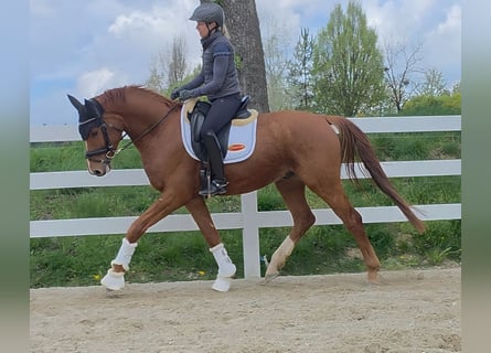Austriaco, Castrone, 4 Anni, 162 cm, Sauro
