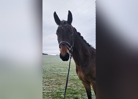 Austriaco, Castrone, 4 Anni, 168 cm, Baio