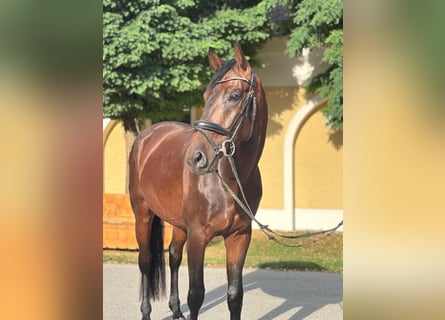 Austriaco, Castrone, 4 Anni, 168 cm, Baio scuro