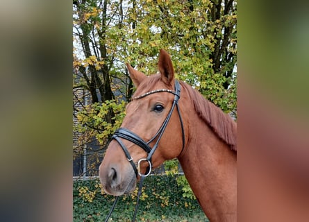 Austriaco, Castrone, 4 Anni, 174 cm, Sauro