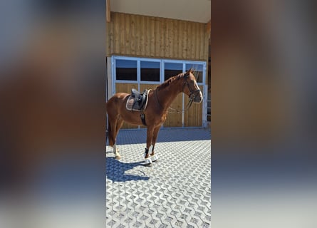 Austriaco, Castrone, 4 Anni, 175 cm, Sauro