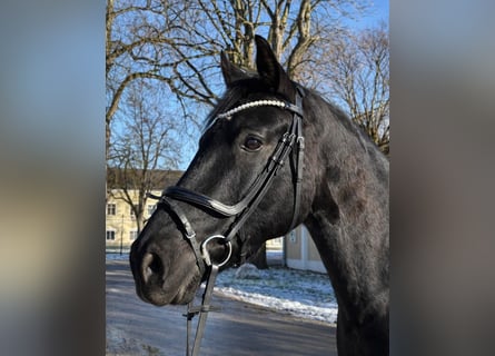 Austriaco, Castrone, 5 Anni, 169 cm, Morello