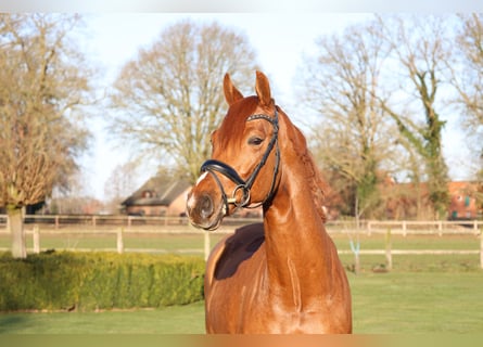 Austriaco, Castrone, 6 Anni, 168 cm, Sauro