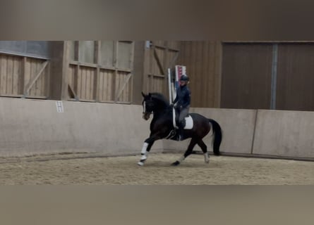 Austriaco, Castrone, 6 Anni, 170 cm, Baio