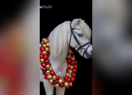Austriaco, Castrone, 9 Anni, 115 cm, Grigio