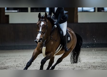 Austriaco, Giumenta, 17 Anni, 174 cm, Baio
