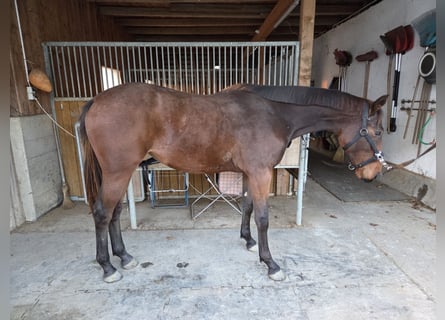 Austriaco, Giumenta, 1 Anno, 170 cm, Baio