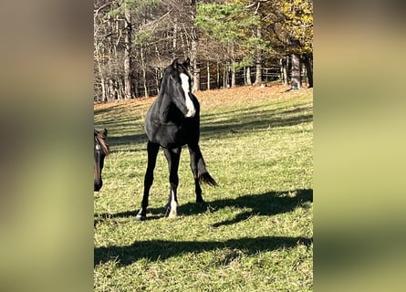 Austriaco, Giumenta, 3 Anni, 163 cm, Morello
