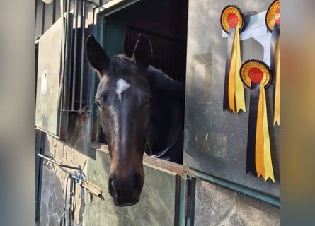 Austriaco, Giumenta, 5 Anni, 170 cm, Baio nero