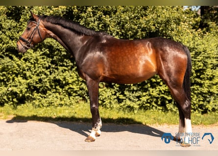 Austriaco, Giumenta, 5 Anni, 172 cm, Baio