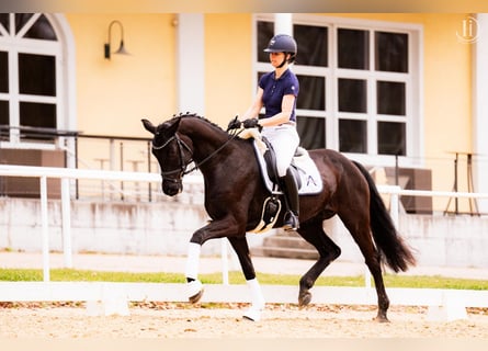 Austriaco, Giumenta, 6 Anni, 170 cm, Morello