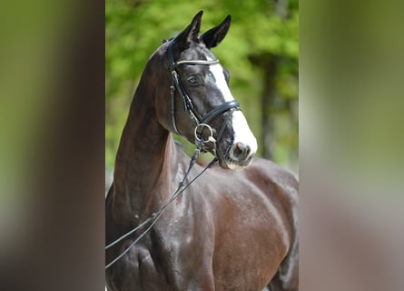 Austriaco, Giumenta, 6 Anni, 170 cm, Morello