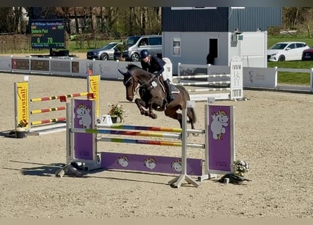 Austriaco, Giumenta, 7 Anni, 170 cm, Baio scuro