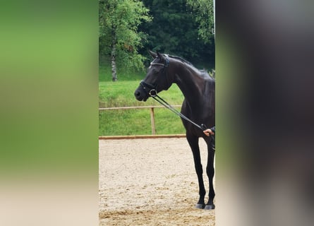 Austriaco, Giumenta, 7 Anni, 172 cm, Baio nero