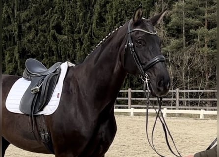 Austriaco, Giumenta, 9 Anni, 172 cm, Morello