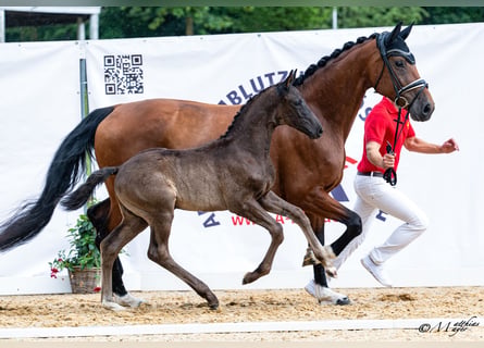 Austriaco, Stallone, Puledri (05/2026), 172 cm, Morello