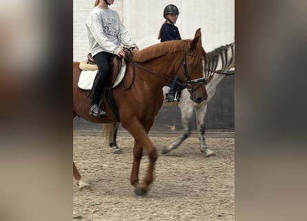 Austrian Riding Pony Mix, Gelding, 6 years, 14.2 hh, Chestnut-Red