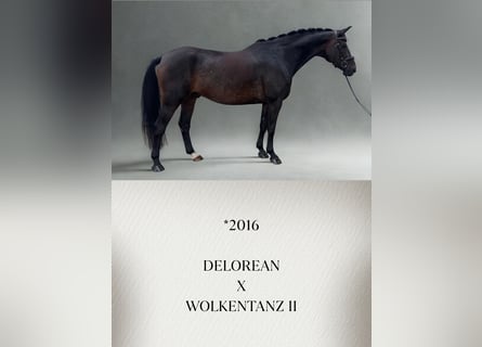 Austrian Warmblood, Gelding, 10 years, Brown