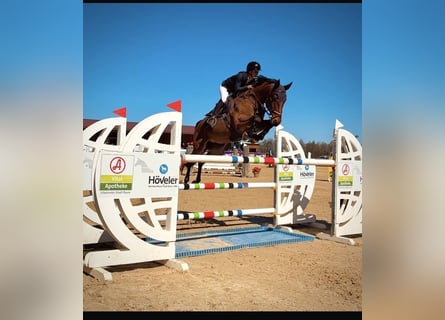 Austrian Warmblood, Gelding, 11 years, 16.1 hh, Brown