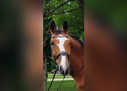 Austrian Warmblood, Gelding, 13 years, 17 hh, Brown
